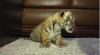 Baby Tigers for sale